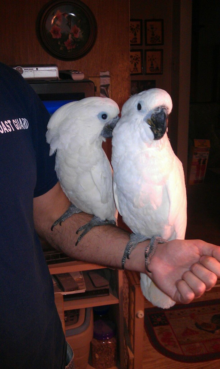 Виктория Власова | Sacramento