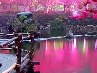 Кира Легостинова | 