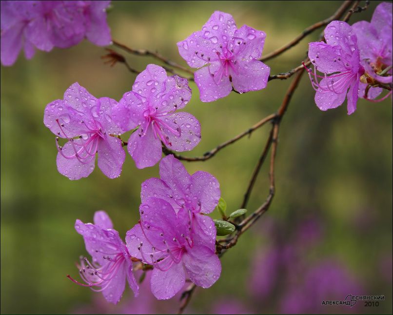 Мария Неклюдова | Санкт-Петербург