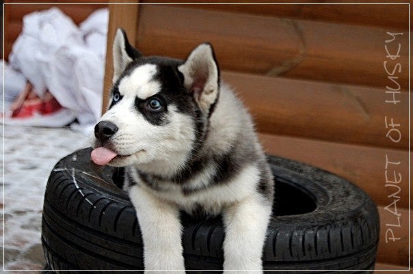 Светуська Пасичник | Харьков