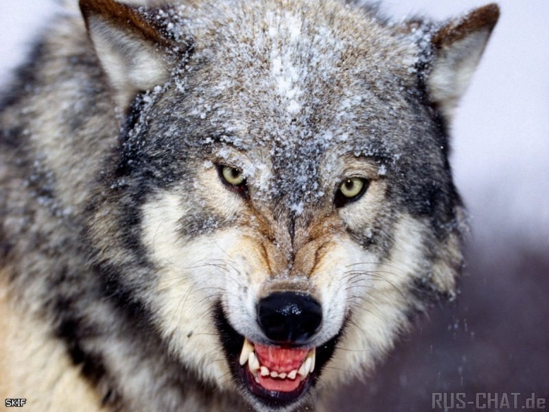 Алексей Комаров | Владивосток