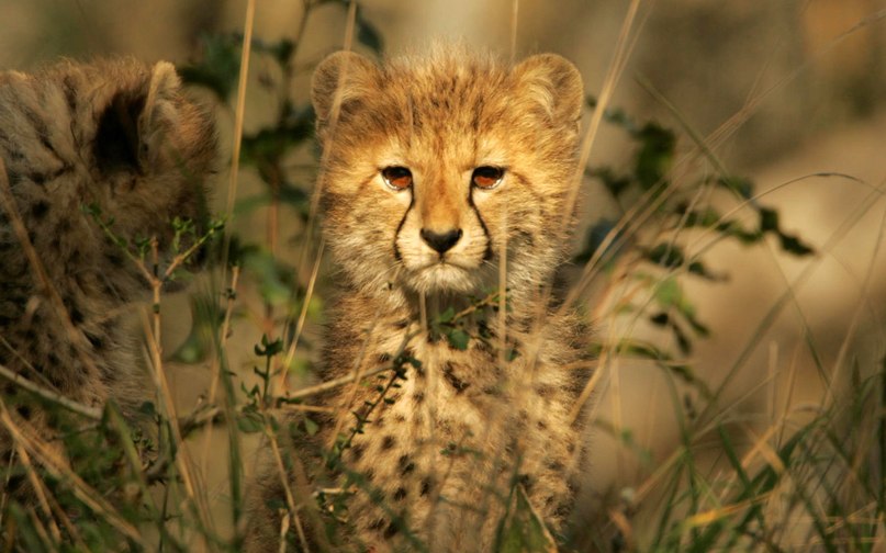 Давид Пупынин | Воронеж