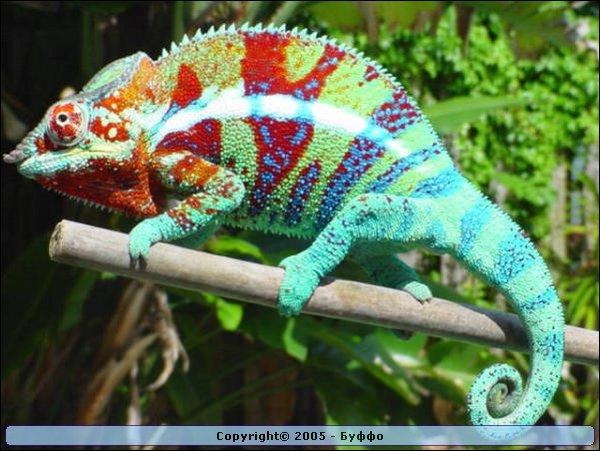 №38, Марина Зимина №38, Марина Зимина