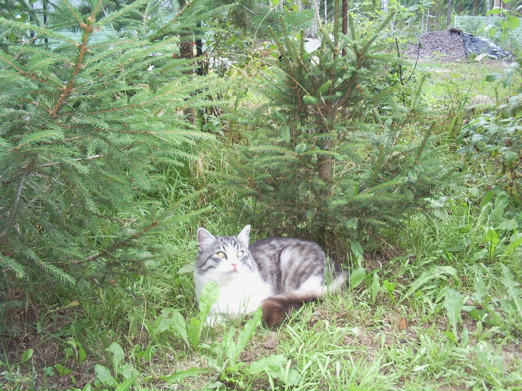 Натали Киреева | Киев