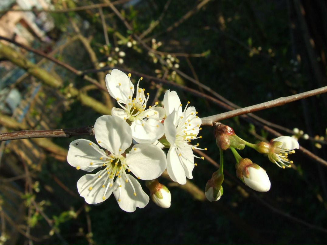 Анна Сиверина | Клин