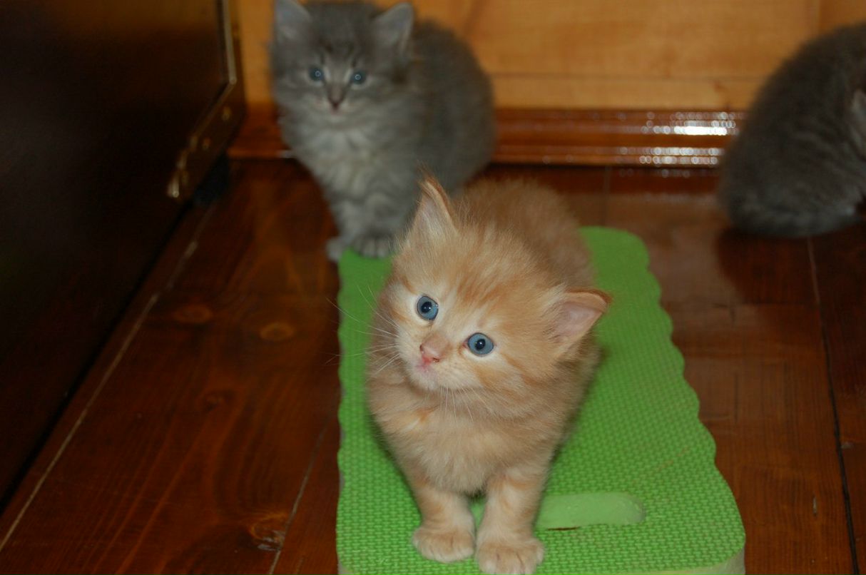 Дмитрий Новиков | Балашиха