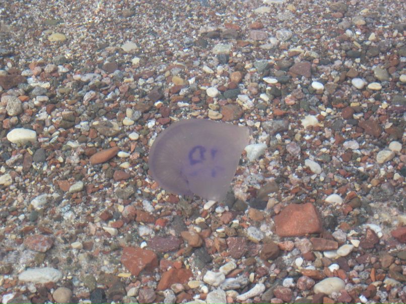 Филипп Лехтман Григорьевич | Хайфа