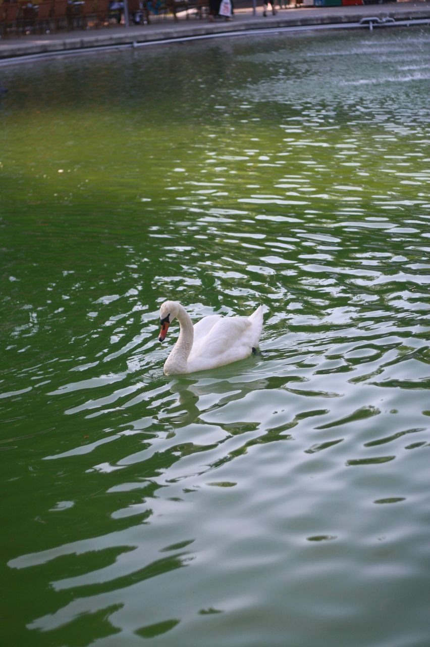 Джемма Хачатрян | Москва