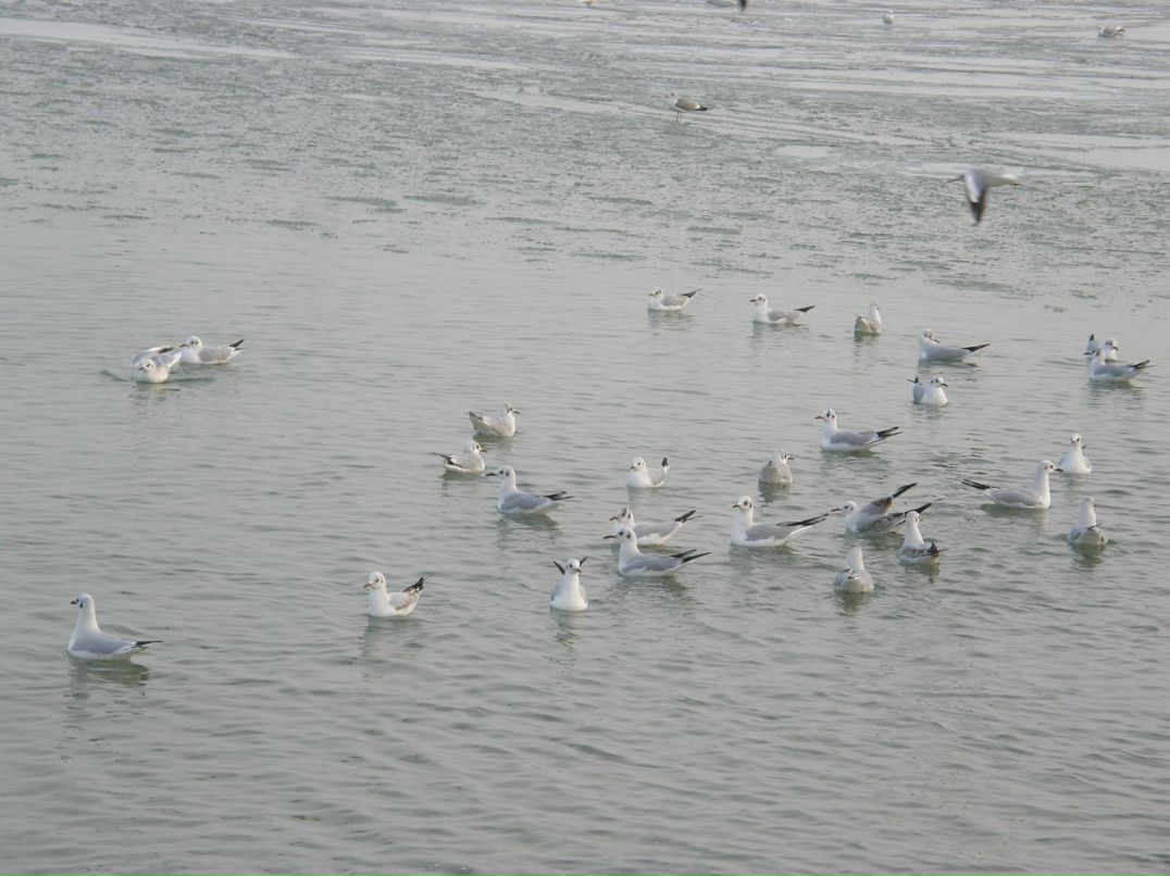 Владимир Носенко | Одесса