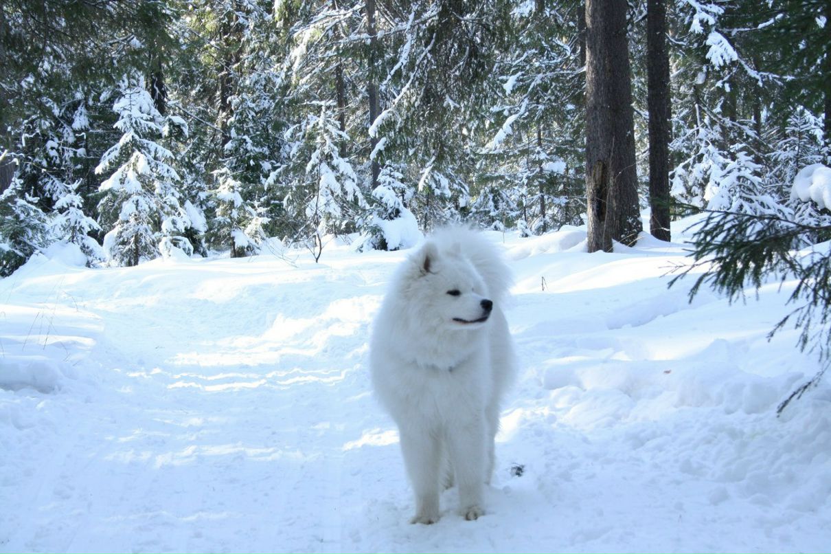 Катерина Свалова | 
