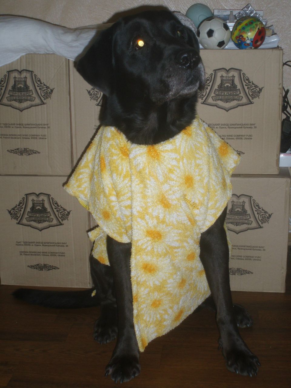 Дмитро Тимошенко | Киев