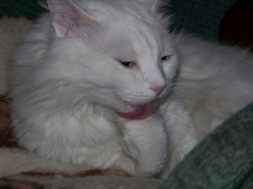 Оксана Набутовская | Черкассы