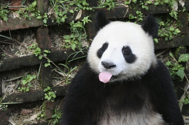 №3, Антон, 36 лет, Новосибирск №3, Антон, 36 лет, Новосибирск