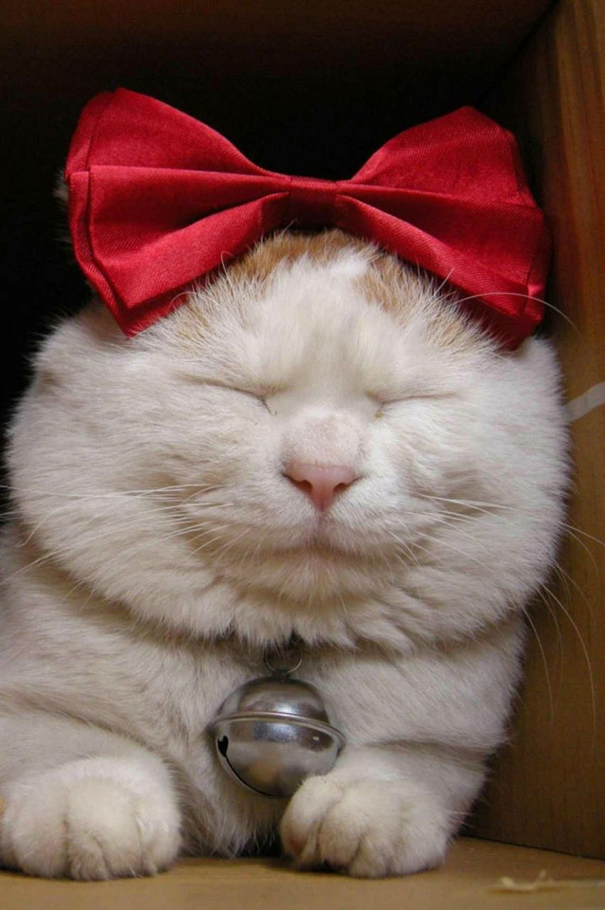 Сарула Алексеева | Москва