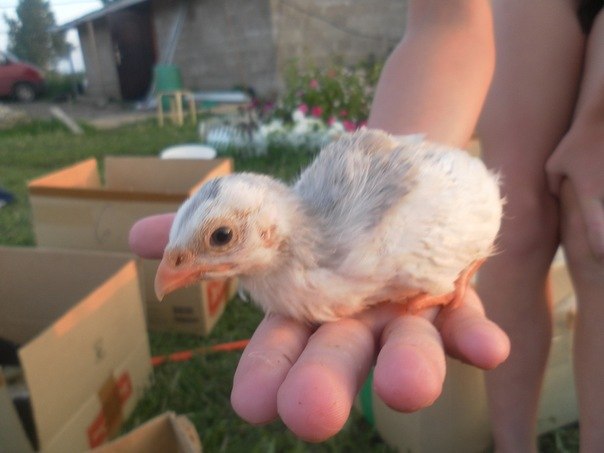 Жанна Миронова | Волхов