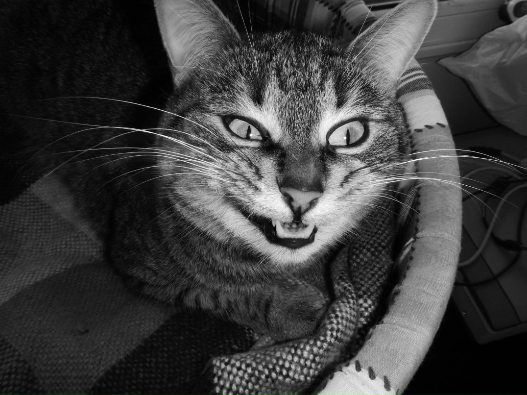 Джения Веслова | Санкт-Петербург