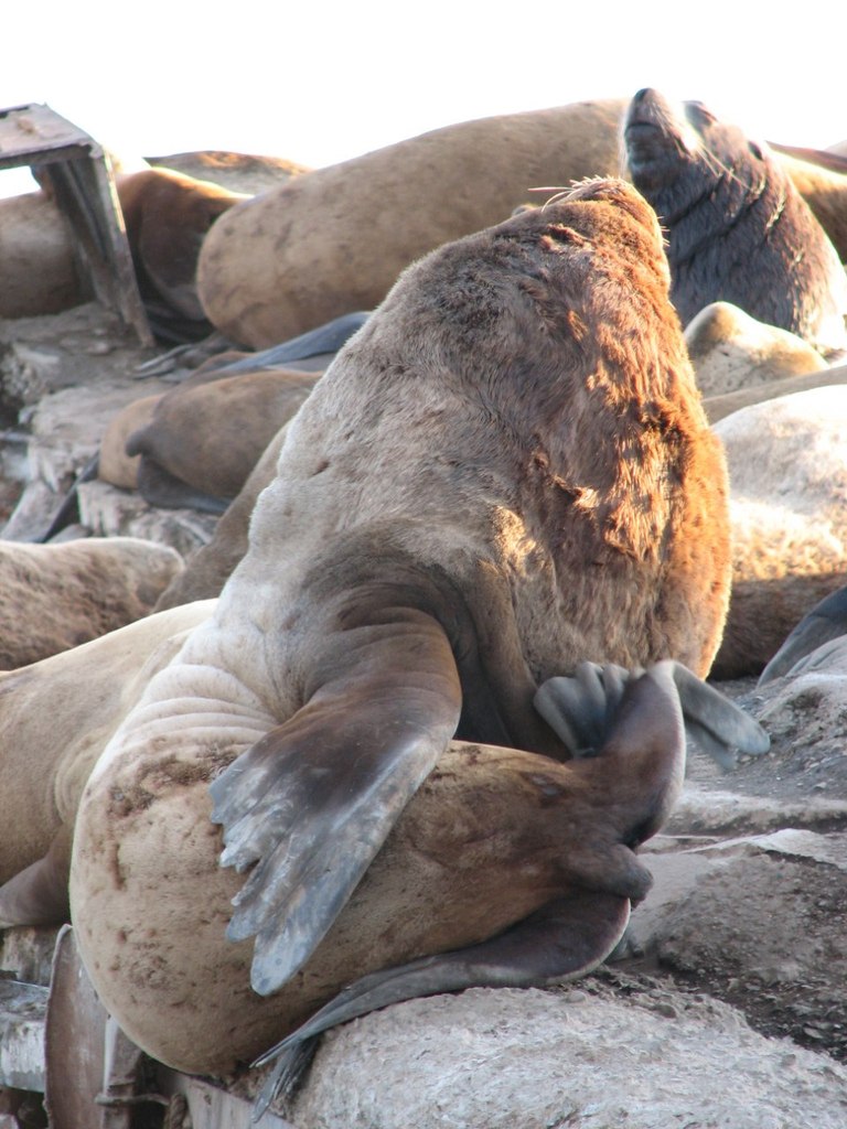 Ксения Дашевская | Санкт-Петербург