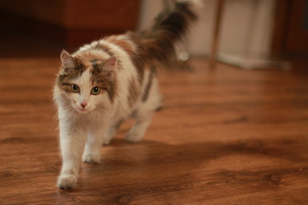 Ольга Лапшинова Алексеевна | Красноярск