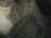 Антон Седунов | Сыктывкар