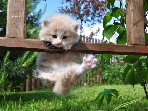 Оля Голдина | Чернигов