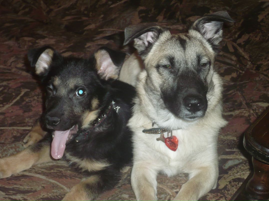 Андрей Герц | Саратов