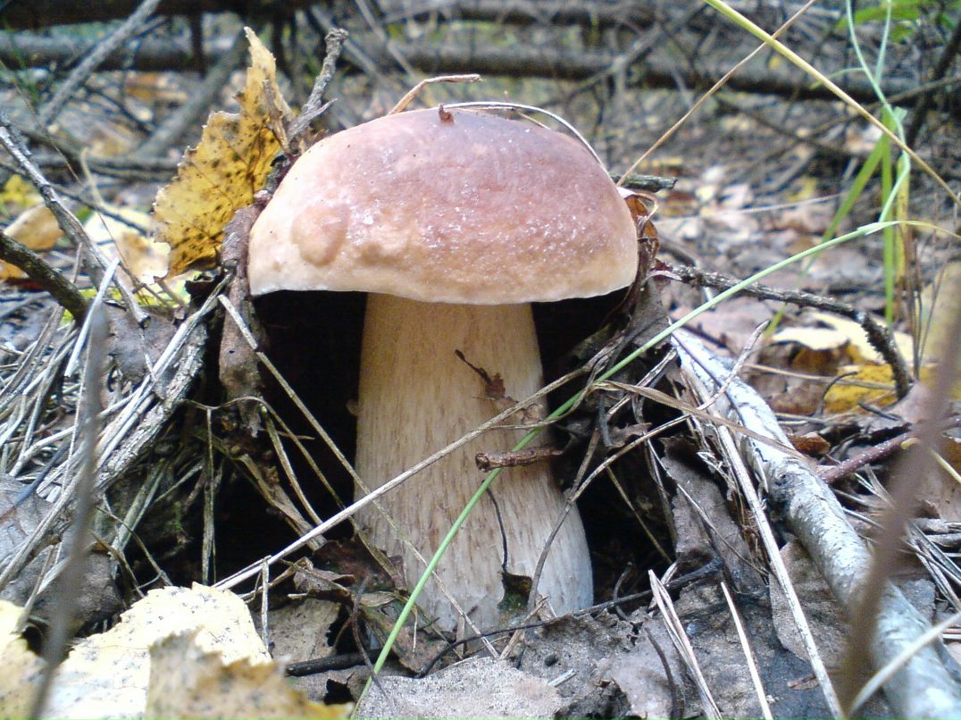 Алексей Бушай | Чернигов