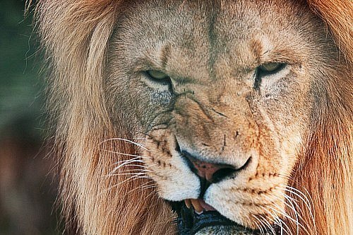 №115, Карина Матвиевская, 34 года, Владимир-Волынский №115, Карина Матвиевская, 34 года, Владимир-Волынский