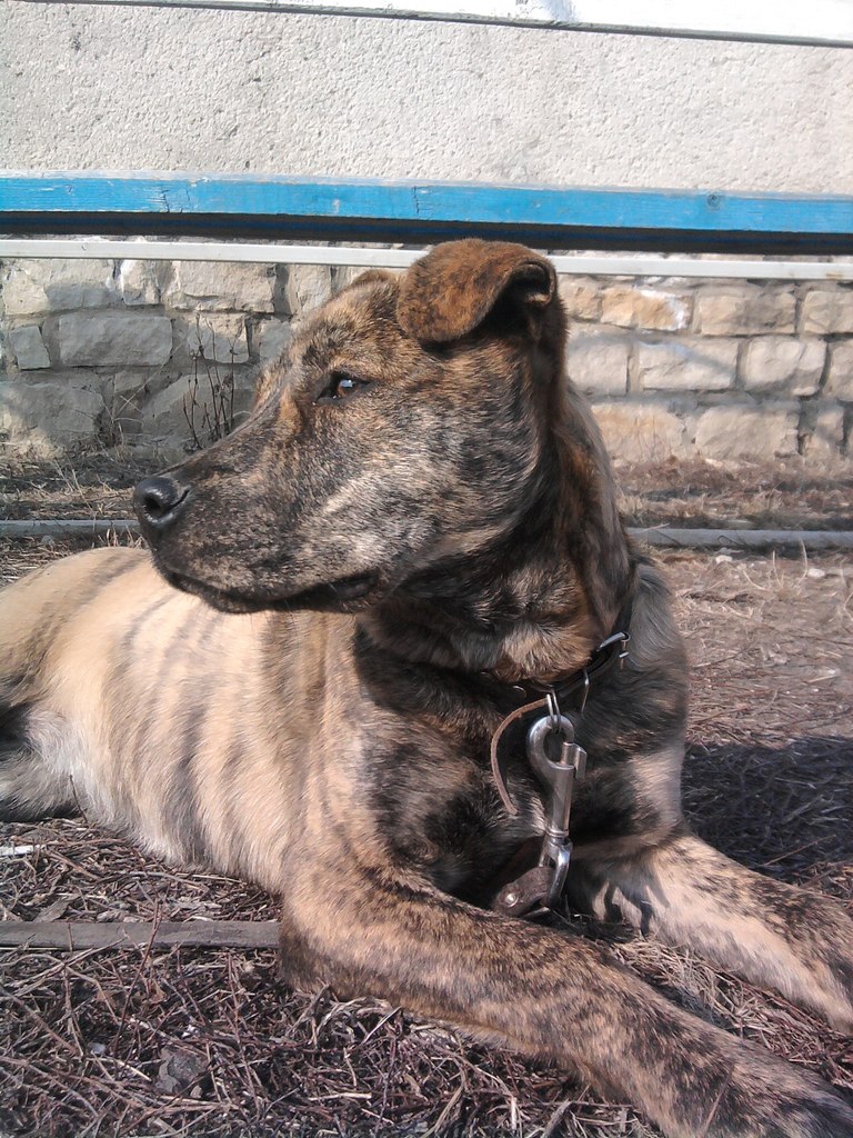 Анастасія Світла | 