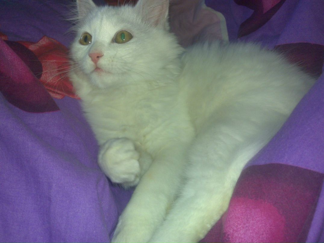 Елена Егорова | Мохсоголлох