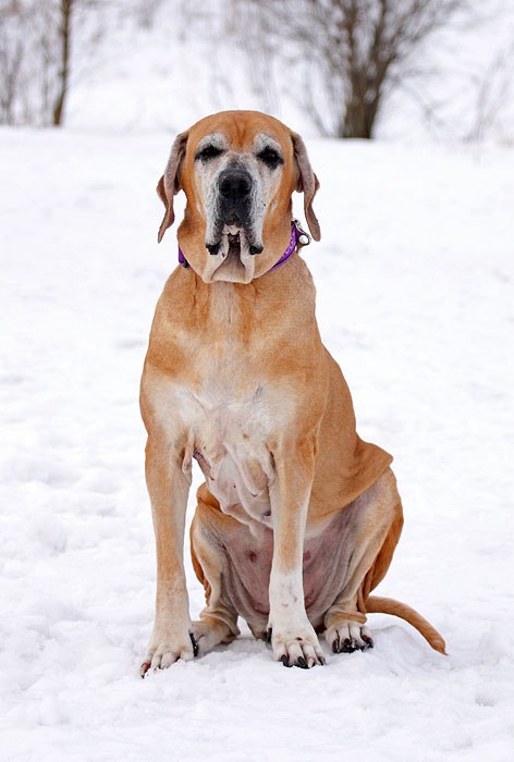 Татьяна Рушкевич Крыска | Санкт-Петербург