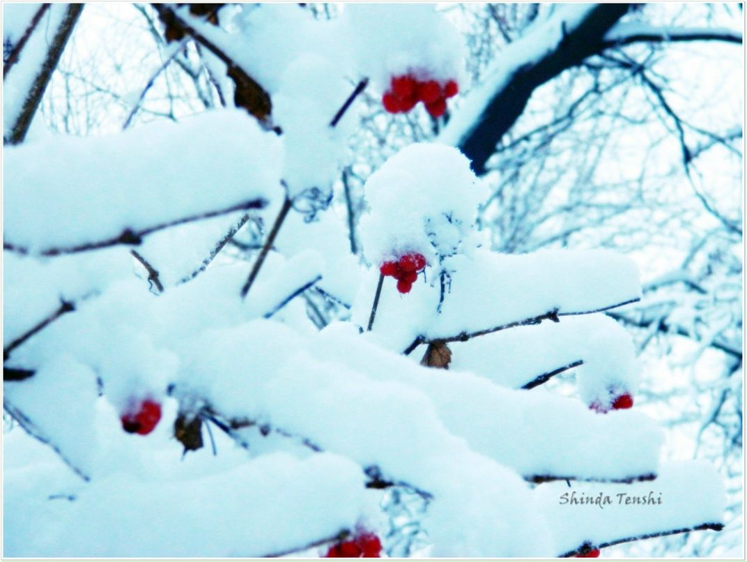 Кристина Рыбинская Shinda Tenshi | Таганрог