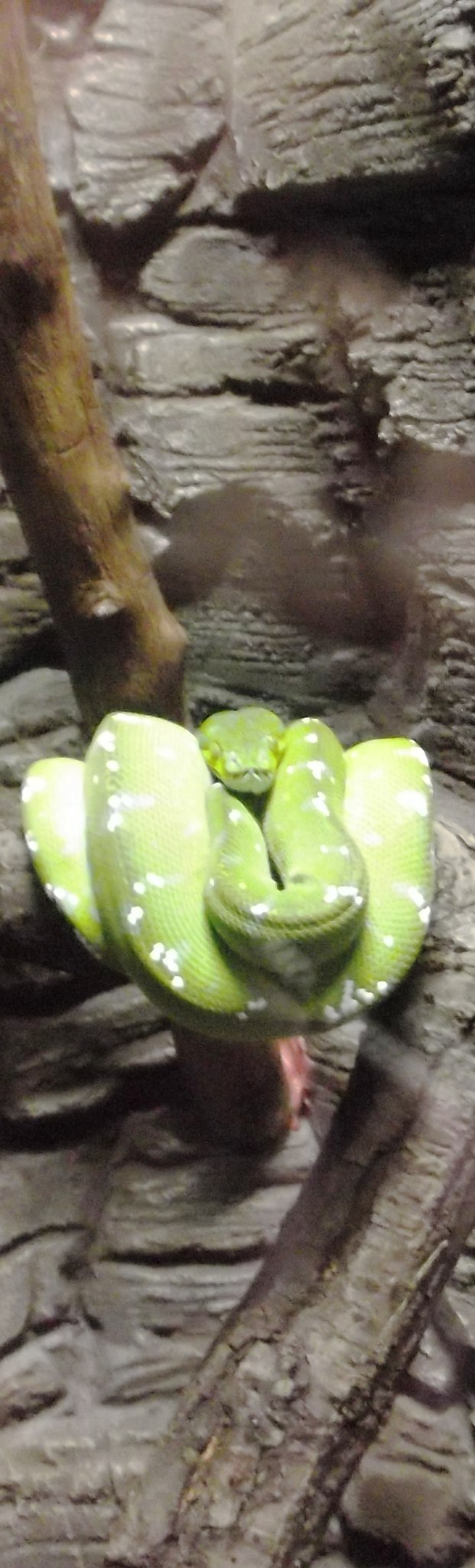 Натуся Царёва | Москва