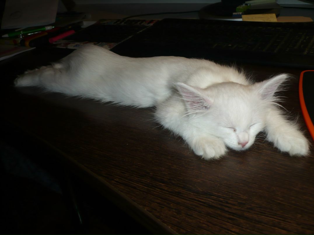 Максим Тюлюкин | Красноярск