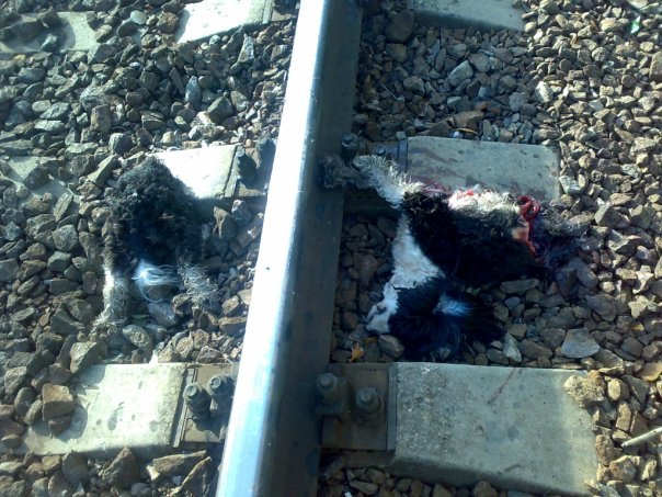 Алексей Романов | Москва