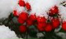 Татьяна Саганова | Пугачев