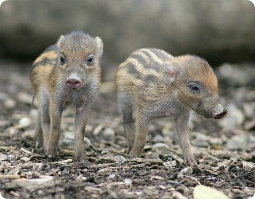 Мария Радецкая | Киев