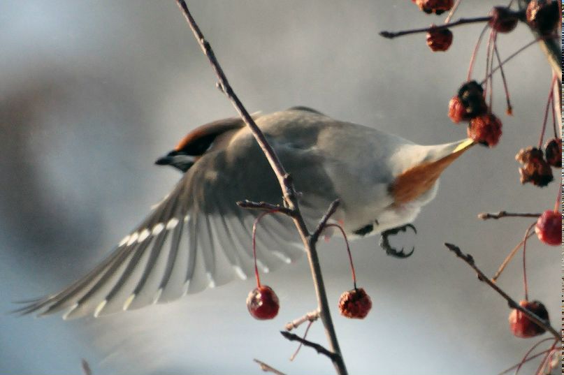 Сергей Посохин | Пермь