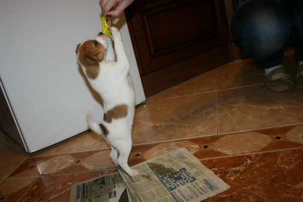 №44, Дмитрий Тарасов, 39 лет, Пушкино, Россия №44, Дмитрий Тарасов, 39 лет, Пушкино, Россия