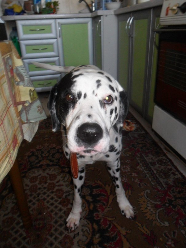 Виктория Иванова | 