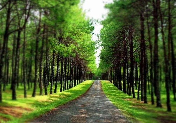 Василиса Аксентьева | Санкт-Петербург