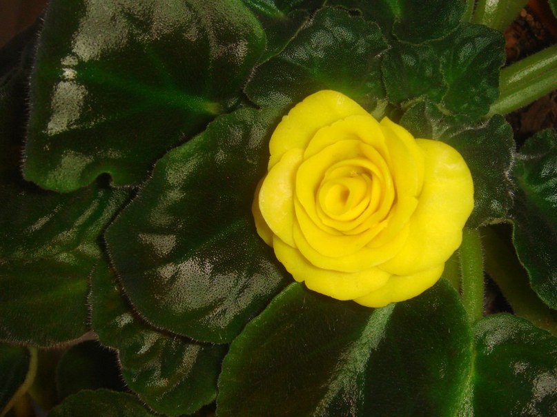 Наталья Толмачева | Кингисепп