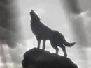 Фотография Dark Wolfe