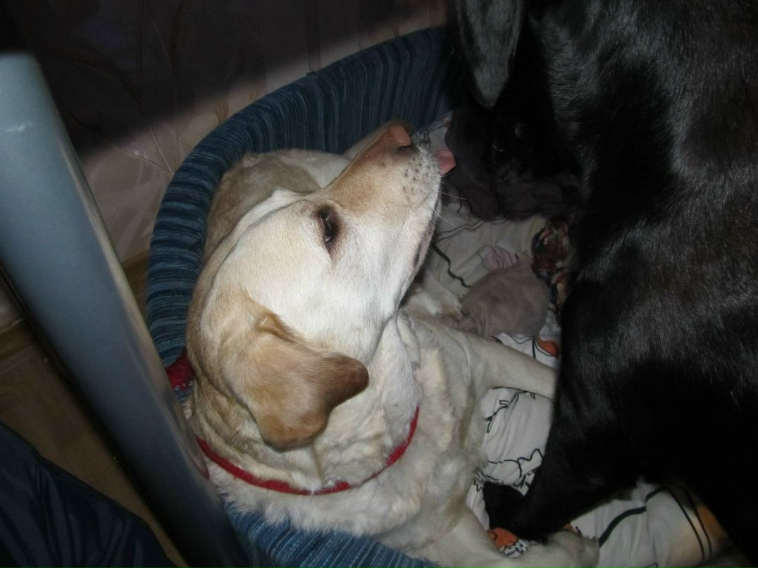 Алсу Карпачёва | Москва