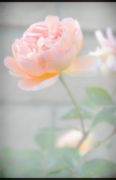 №180, Алинка Теплова, 40 лет, Санкт-Петербург, Россия №180, Алинка Теплова, 40 лет, Санкт-Петербург, Россия