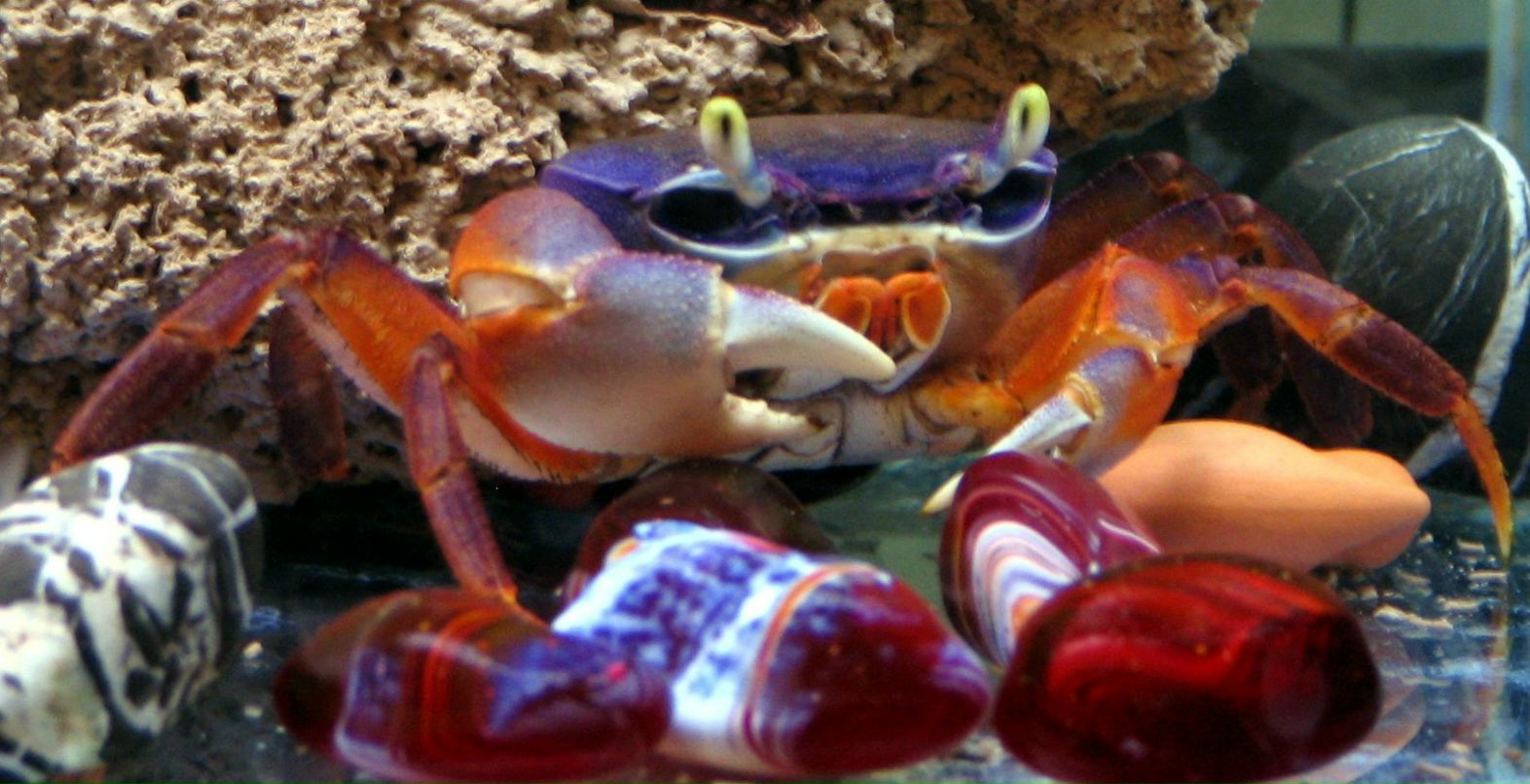 Николай Манаев | Санкт-Петербург