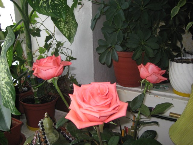 Мария Фельдман | Псков