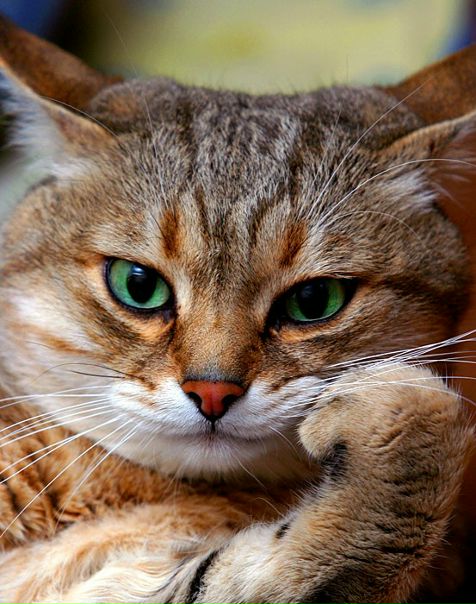 №1, Ірина Дідескул, 36 лет, Винница №1, Ірина Дідескул, 36 лет, Винница