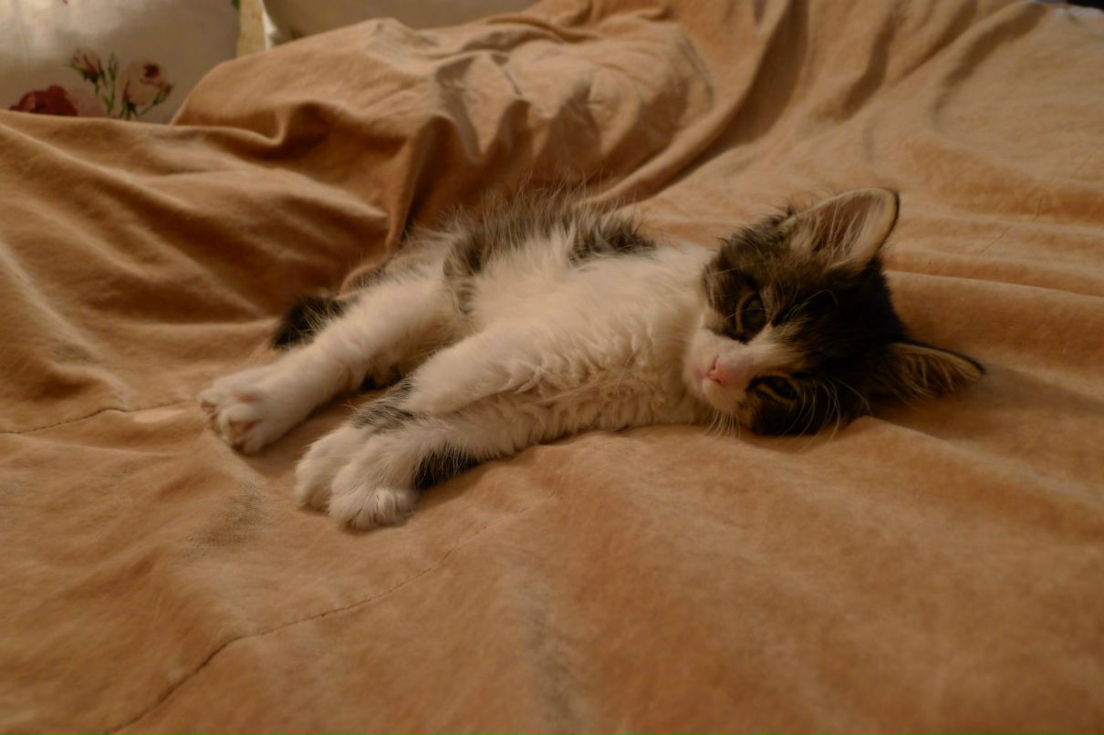 Настена Абрамова | Санкт-Петербург