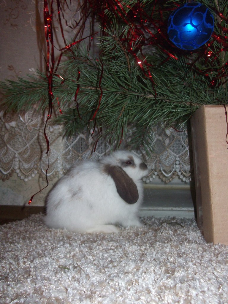 Алина Петрова | Бежаницы