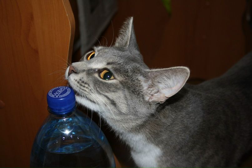 Таня Драгун | 